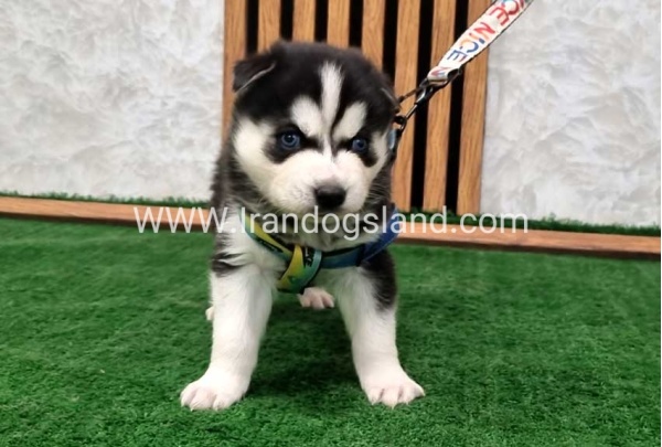 twlh-hasky-husky-443_6
