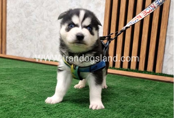 twlh-hasky-husky-443_8