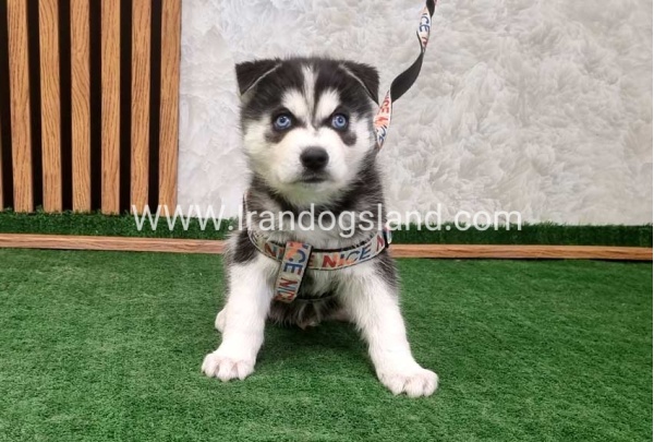 twlh-hasky-husky-448_2
