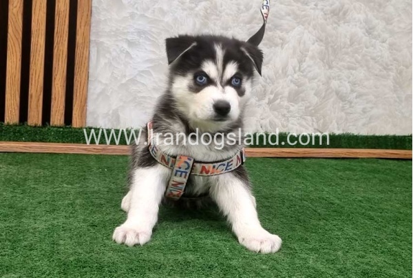 twlh-hasky-husky-448_3