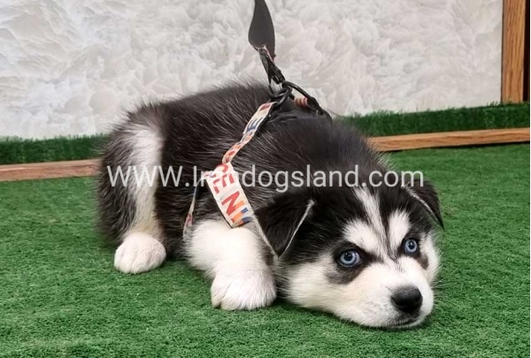 twlh-hasky-husky-448_4