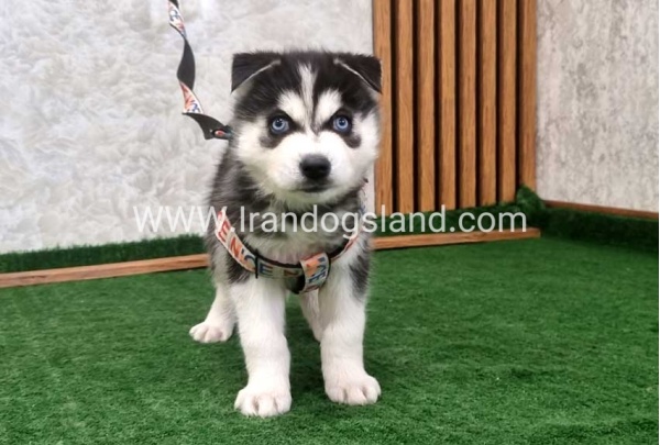 twlh-hasky-husky-448_5