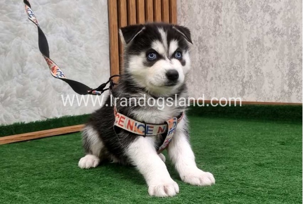 twlh-hasky-husky-448_7