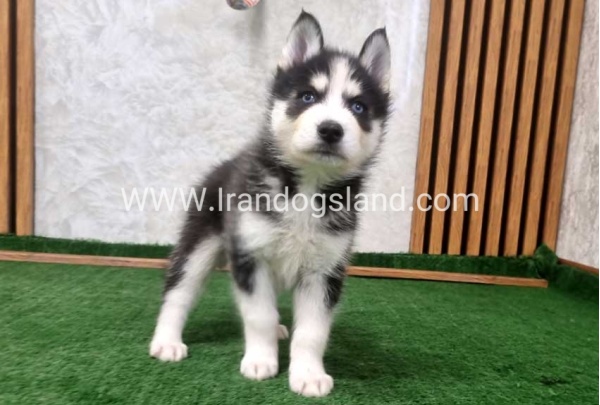 twlh-hasky-husky-449_10