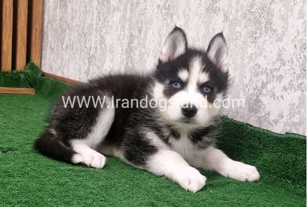 twlh-hasky-husky-449_2