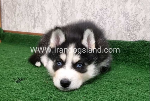 twlh-hasky-husky-449_3