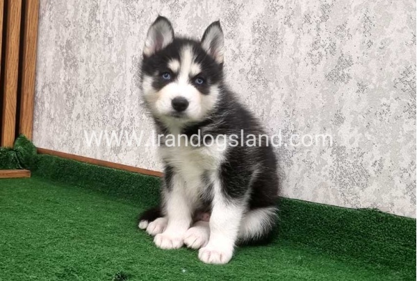 twlh-hasky-husky-449_4