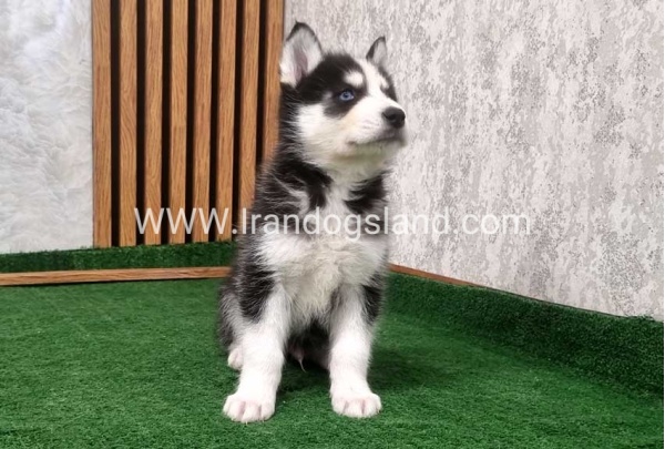 twlh-hasky-husky-449_5
