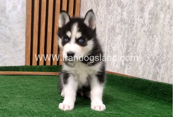 twlh-hasky-husky-449_6