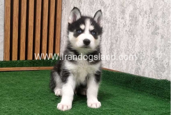 twlh-hasky-husky-449_7