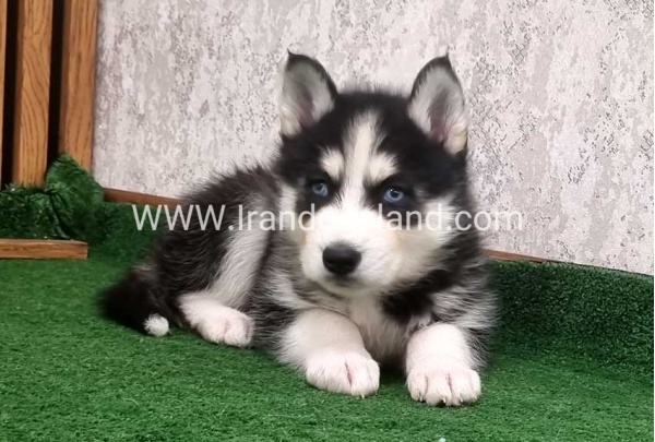 twlh-hasky-husky-449_8