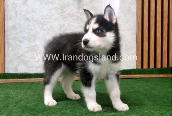 twlh-hasky-husky-449_9