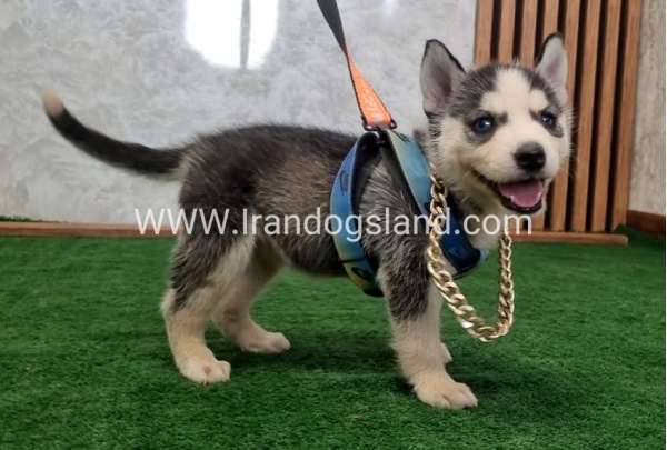 twlh-hasky-husky-456_10