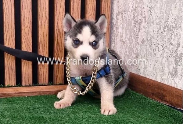twlh-hasky-husky-456_2