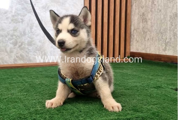 twlh-hasky-husky-456_5