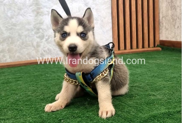 twlh-hasky-husky-456_6