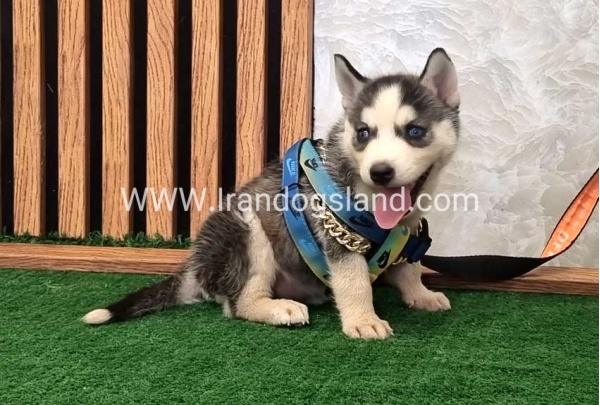 twlh-hasky-husky-456_7