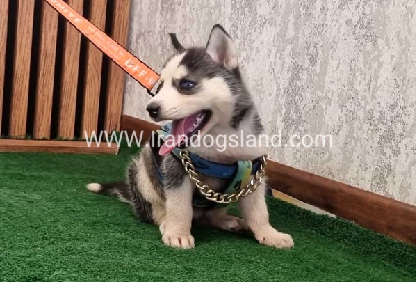twlh-hasky-husky-456_9