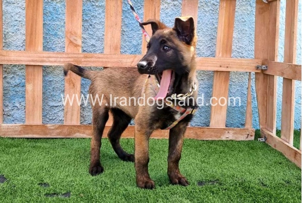 twlh-malynwyz-malinois-168_11