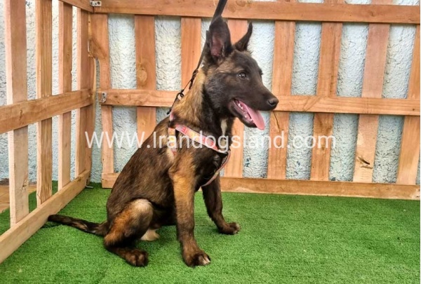 twlh-malynwyz-malinois-177_2_1500716539