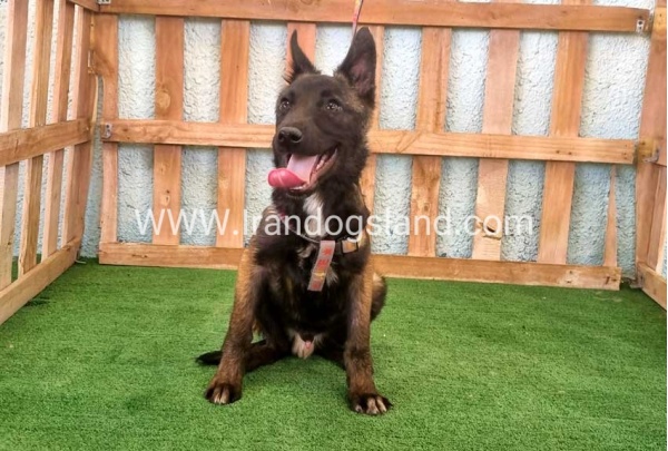 twlh-malynwyz-malinois-177_3_722502276