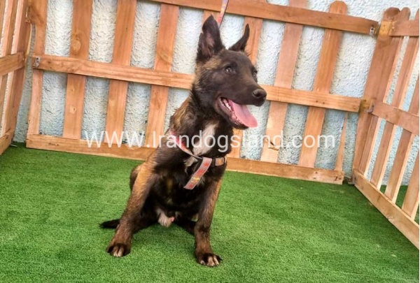 twlh-malynwyz-malinois-177_4_533013006