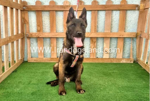 twlh-malynwyz-malinois-177_5_334711552