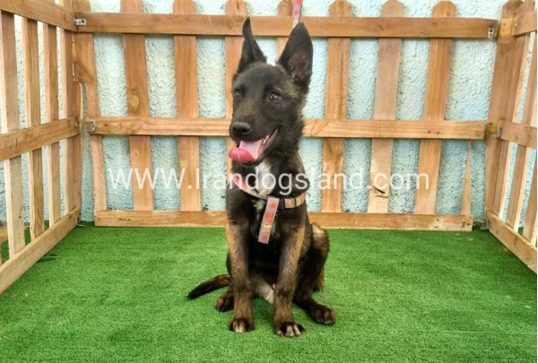 twlh-malynwyz-malinois-177_6_1645792321