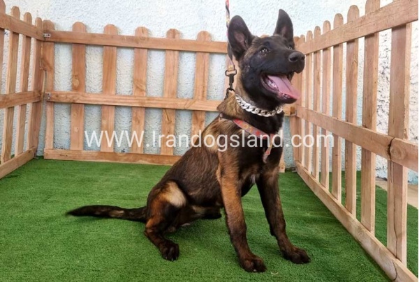 twlh-malynwyz-malinois-178_1