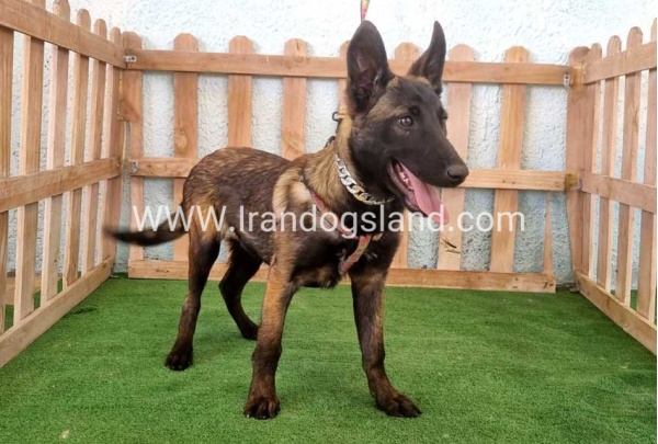 twlh-malynwyz-malinois-178_3