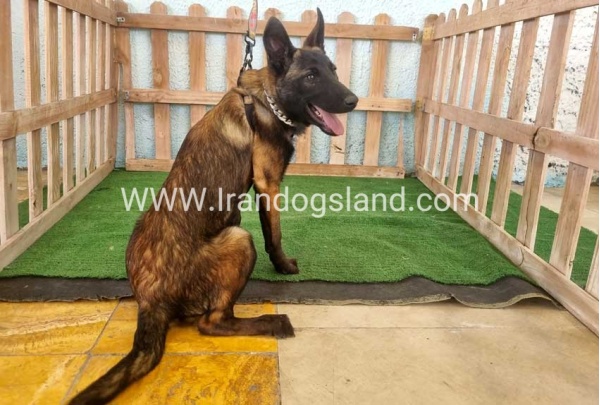 twlh-malynwyz-malinois-178_4