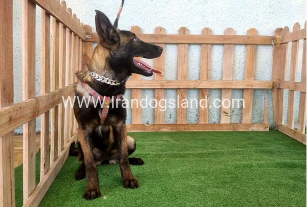 twlh-malynwyz-malinois-178_5