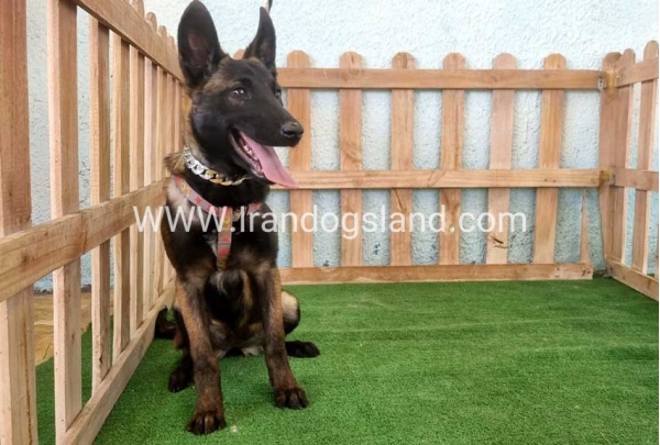 twlh-malynwyz-malinois-178_6