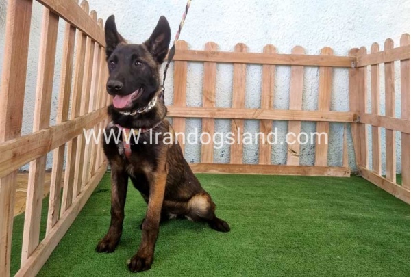 twlh-malynwyz-malinois-178_7