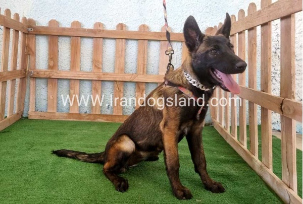 twlh-malynwyz-malinois-178_8