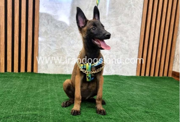 twlh-malynwyz-malinois-179_1