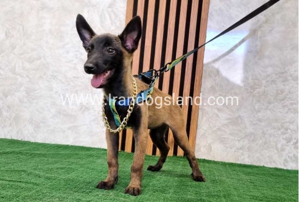twlh-malynwyz-malinois-179_2