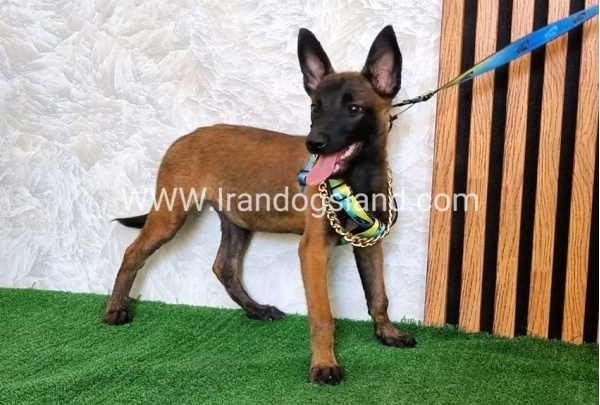 twlh-malynwyz-malinois-179_3