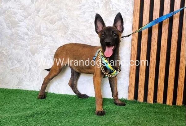 twlh-malynwyz-malinois-179_4