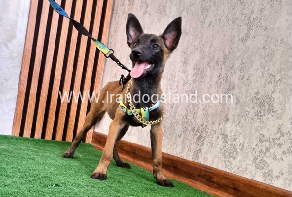 twlh-malynwyz-malinois-179_5