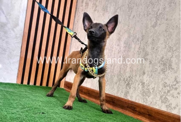 twlh-malynwyz-malinois-179_6