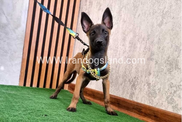 twlh-malynwyz-malinois-179_7