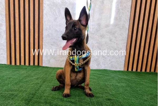twlh-malynwyz-malinois-179_8