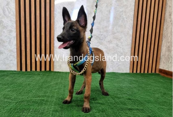 twlh-malynwyz-malinois-179_9