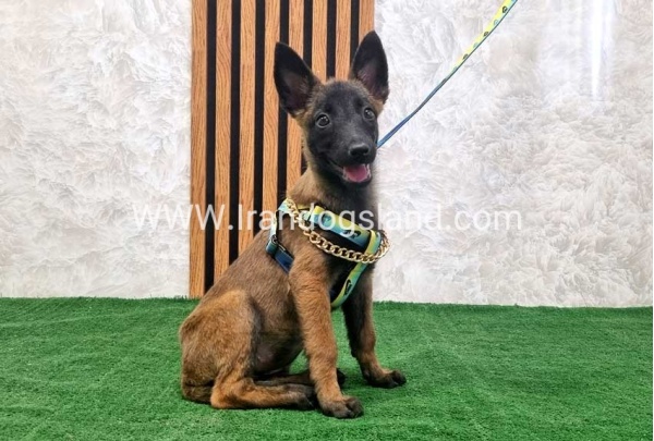 twlh-malynwyz-malinois-181_1