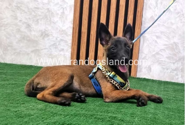 twlh-malynwyz-malinois-181_2