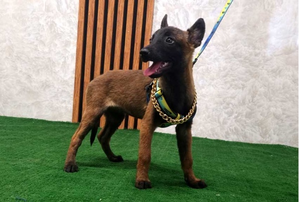 twlh-malynwyz-malinois-181_3