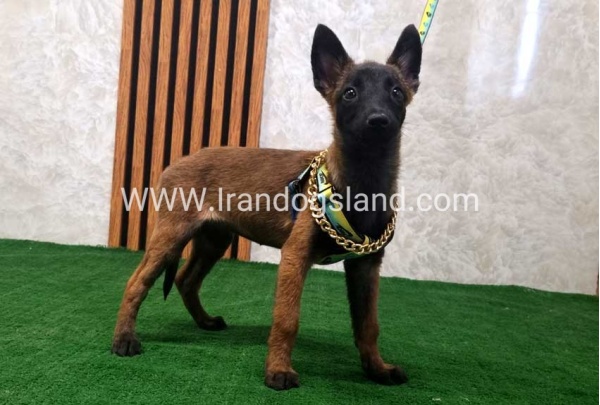 twlh-malynwyz-malinois-181_4