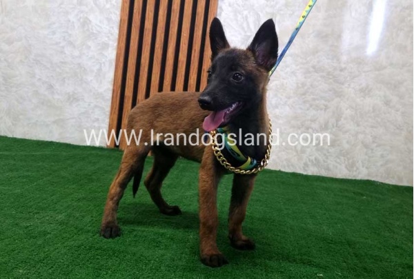 twlh-malynwyz-malinois-181_5