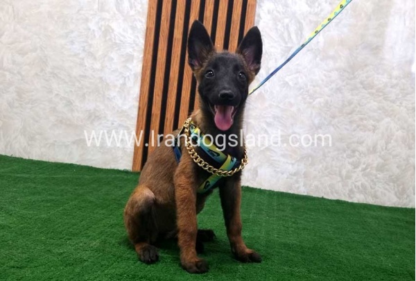 twlh-malynwyz-malinois-181_6